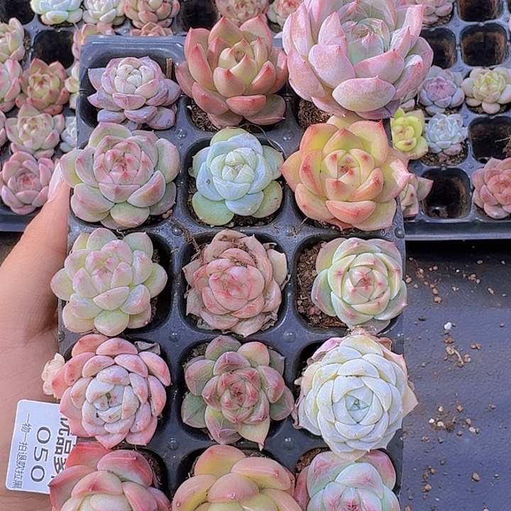 050多肉植物一物一拍链接