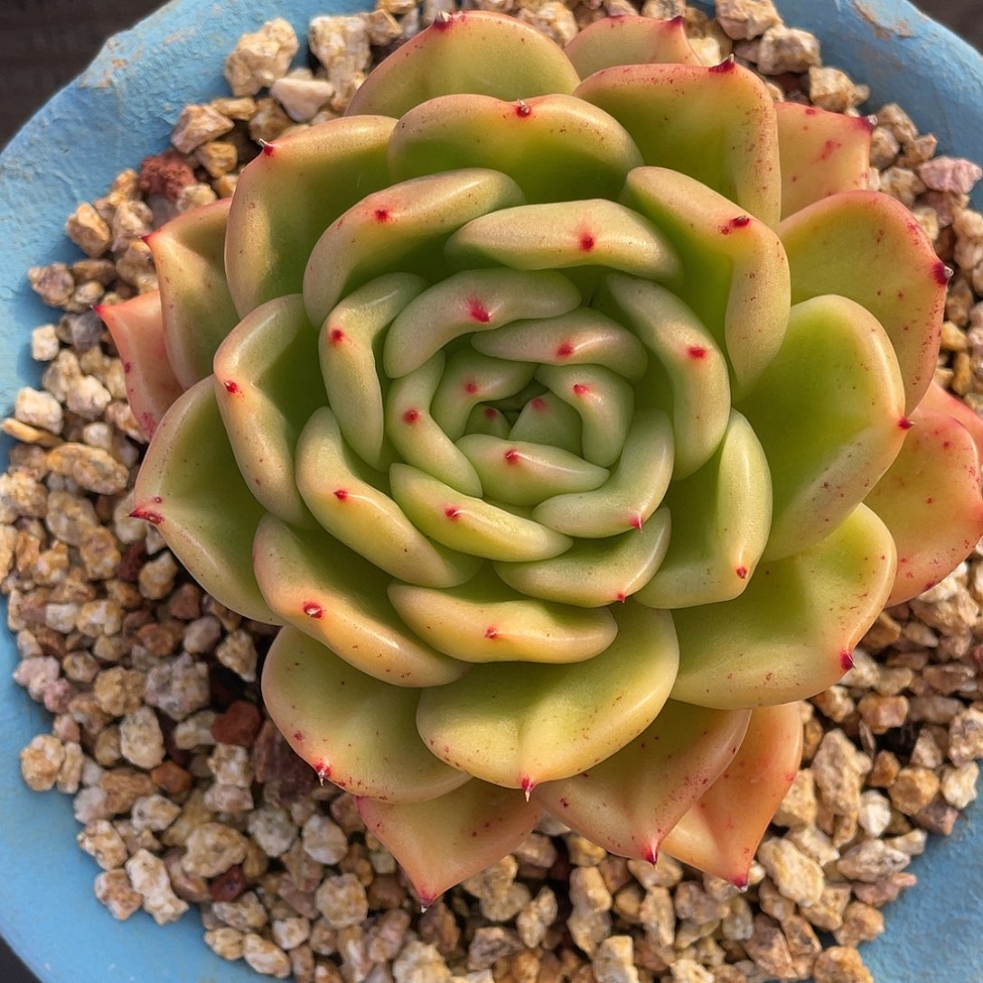 多肉植物一物一拍