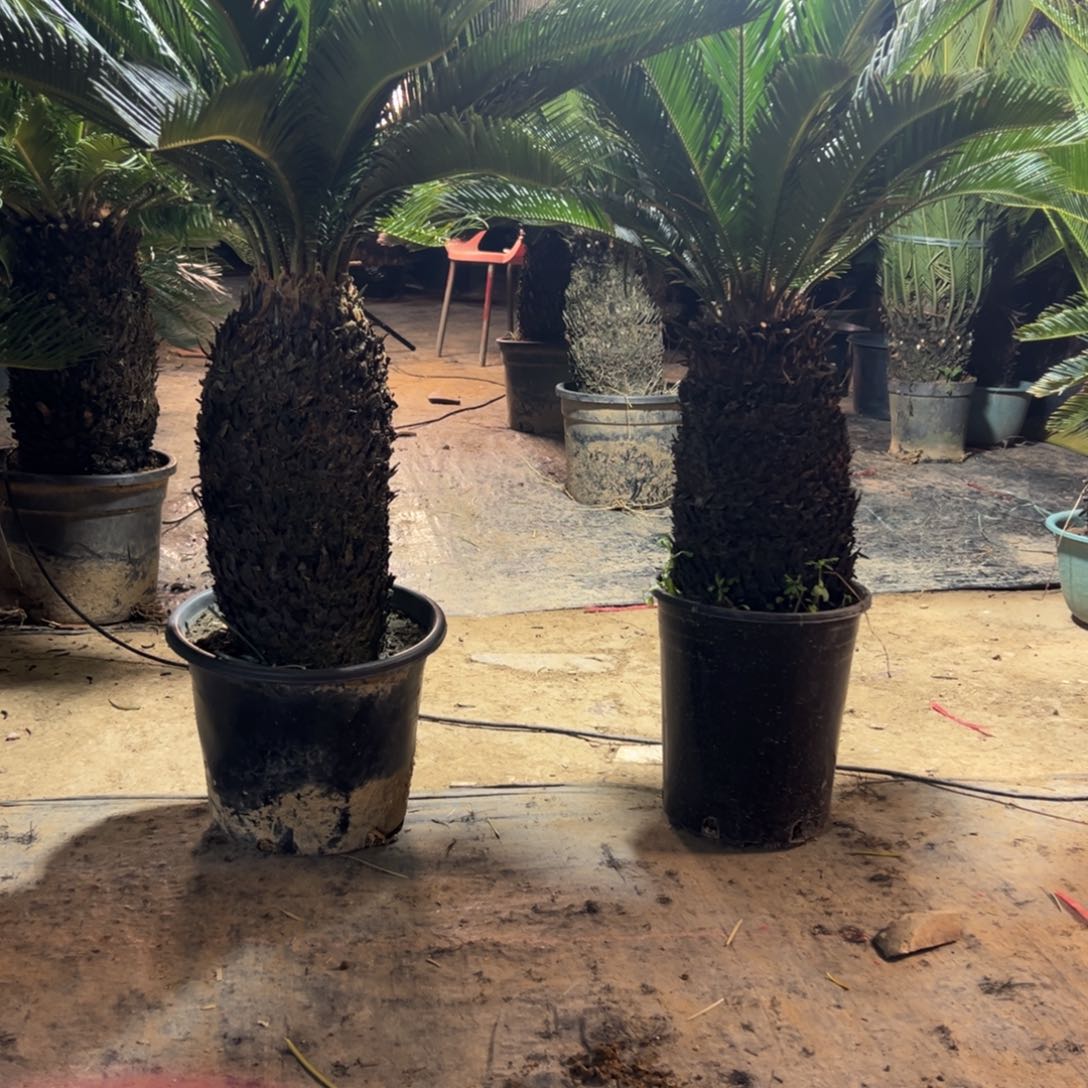 大部分花苞少量开放