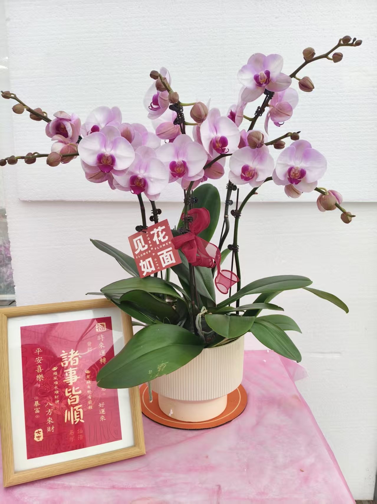 蝴蝶兰【西宾哈尼】紫粉色系经典名兰室内绿植盆栽花期长适合送礼