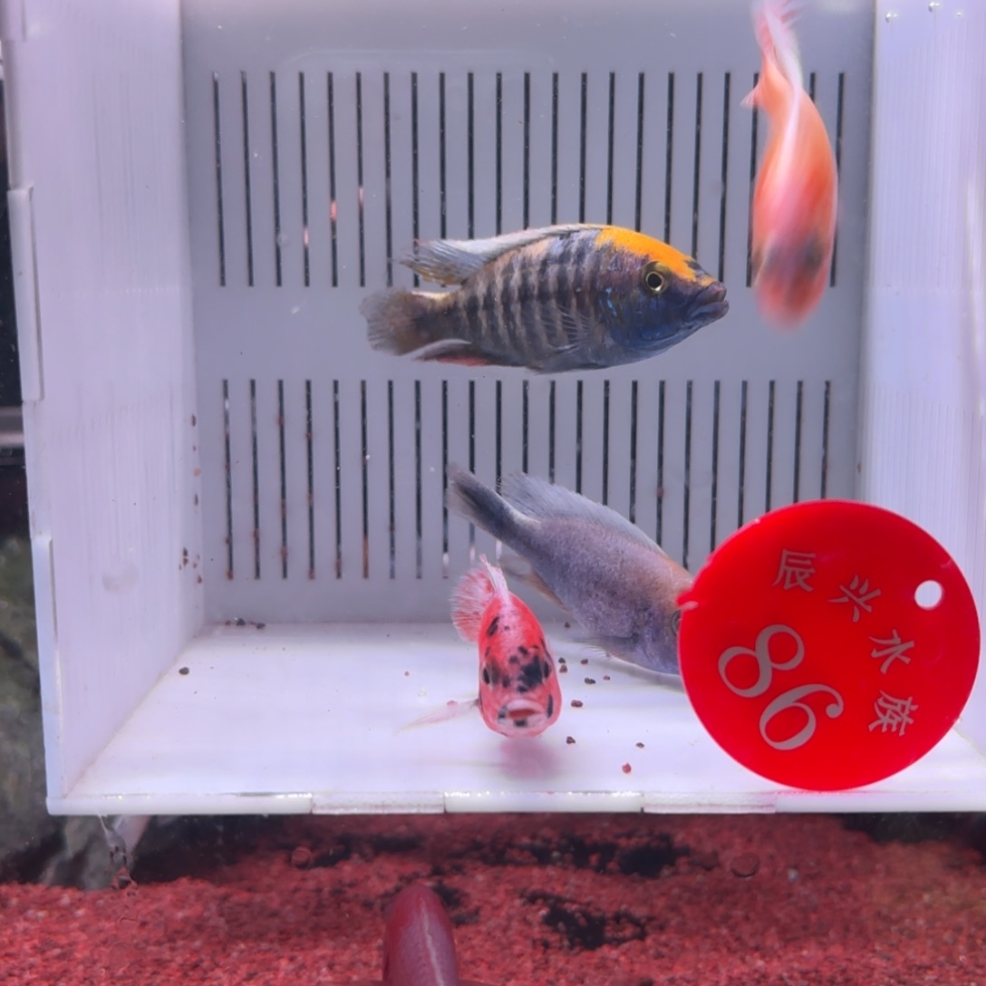 慈鲷鱼直播福利86号4条