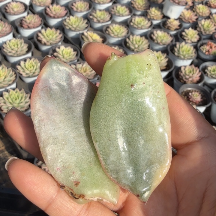 伊丽莎白锦一组叶片