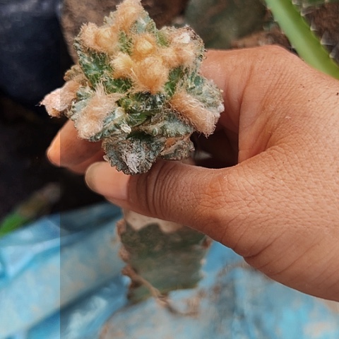 完全开放540仙人球