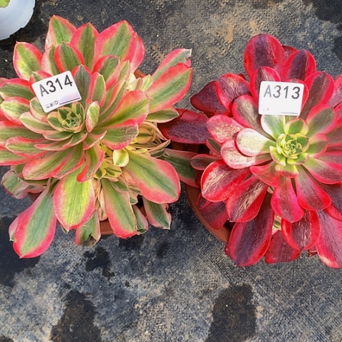 粉女巫314美杜莎313带土球发货