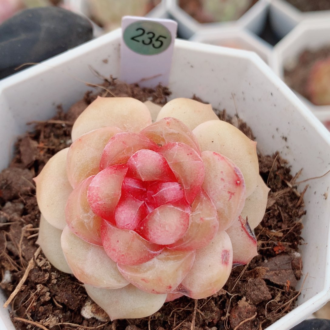 糖心58包邮  群生不包整235