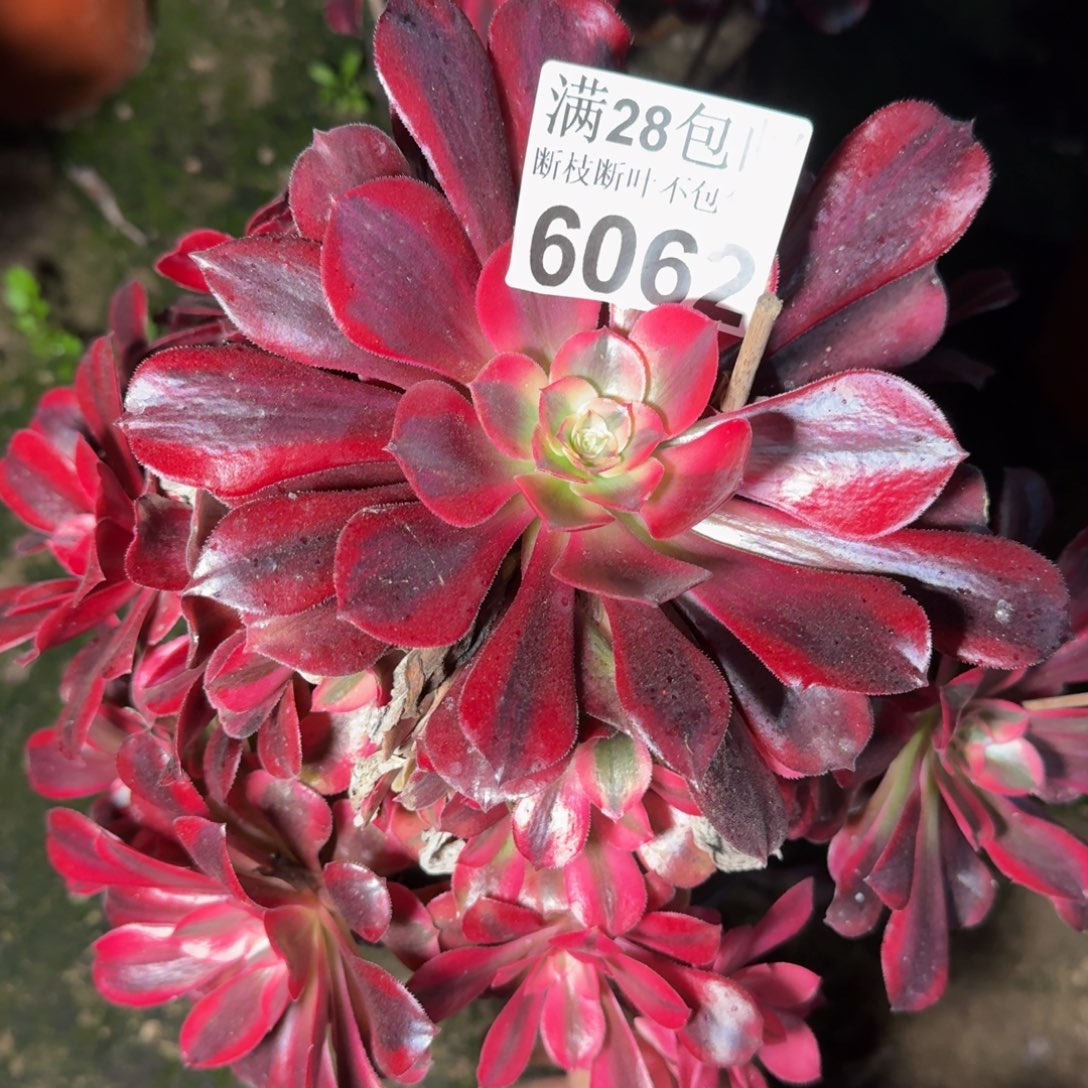 6062美杜莎多肉植物