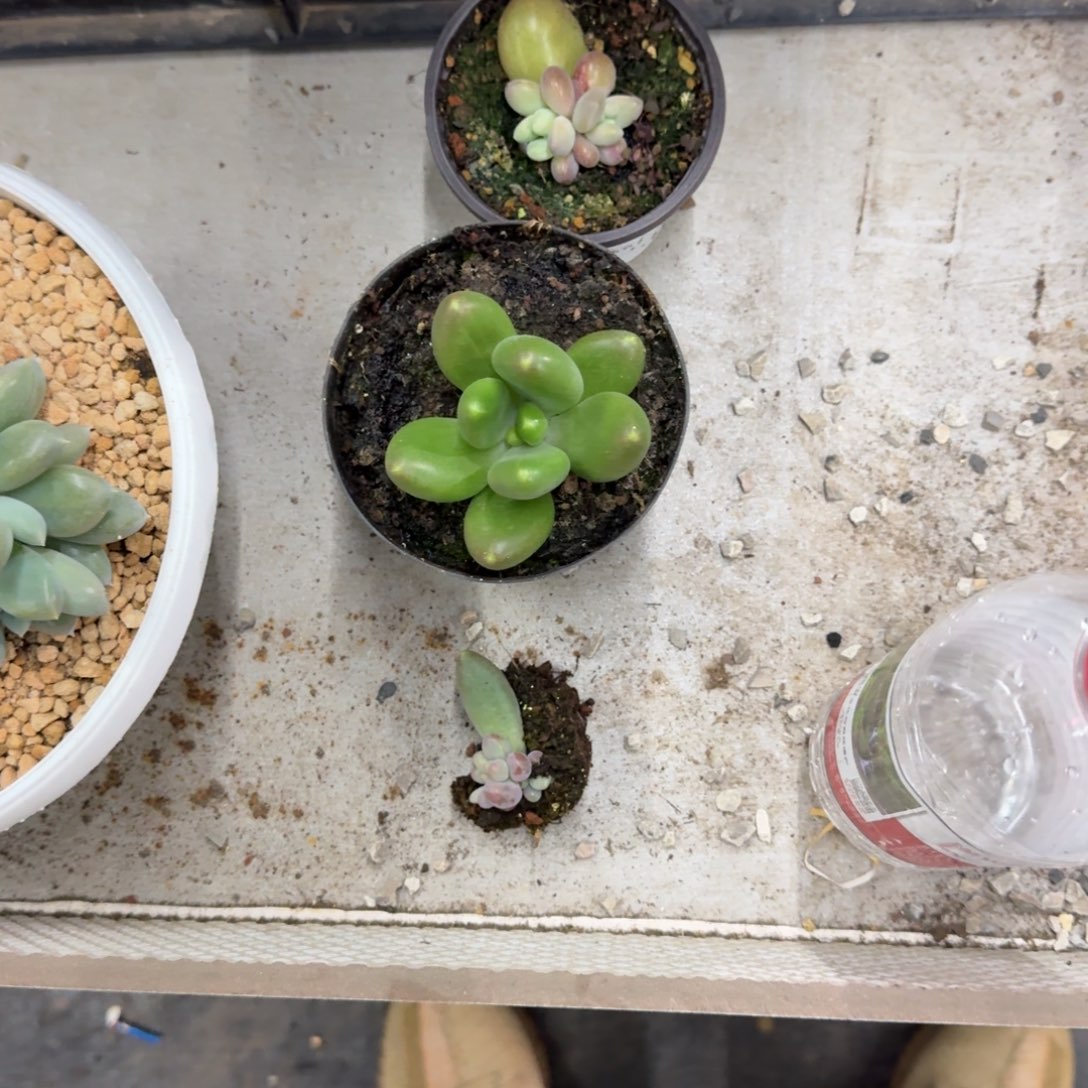 打***死摩尔根 奶龙 胖烟花 一物一拍