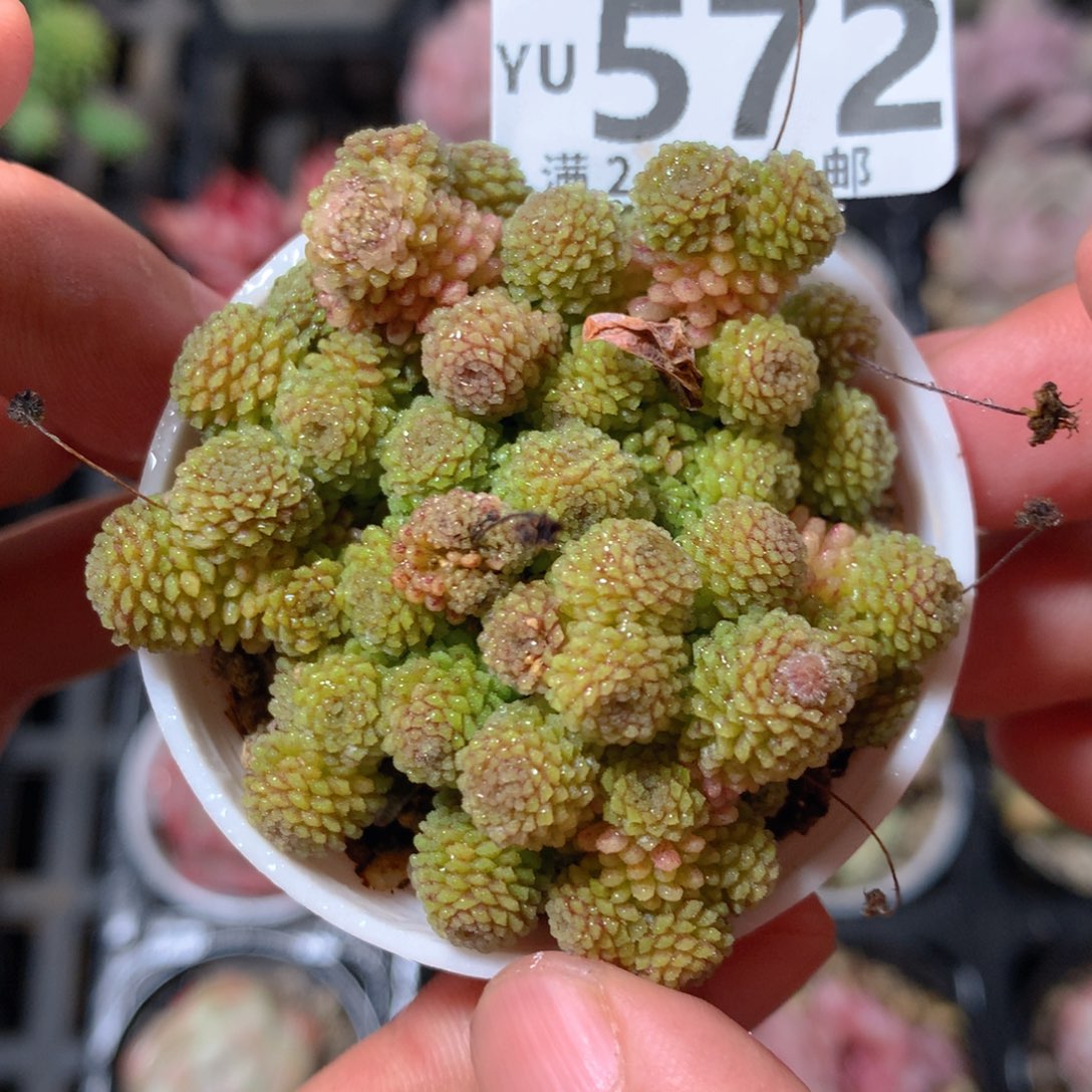 5CM拇指盆精控多肉YU572
