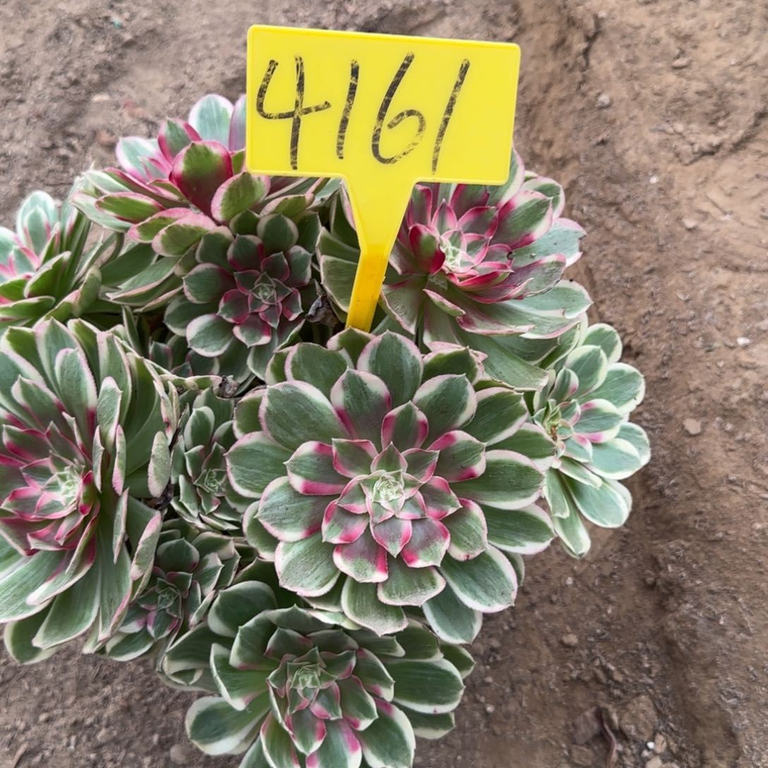 4161--+孔雀翎多头多肉