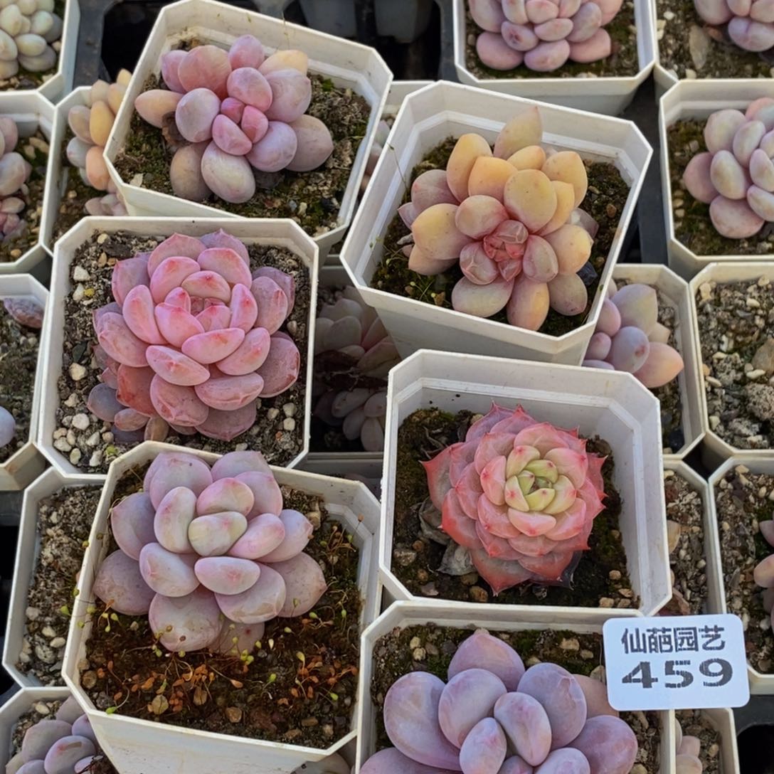 459多肉植物保护研究所所长的介绍