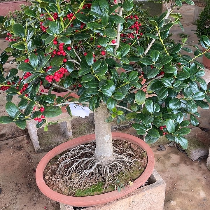 用***2无花朵无刺枸骨金玉满堂