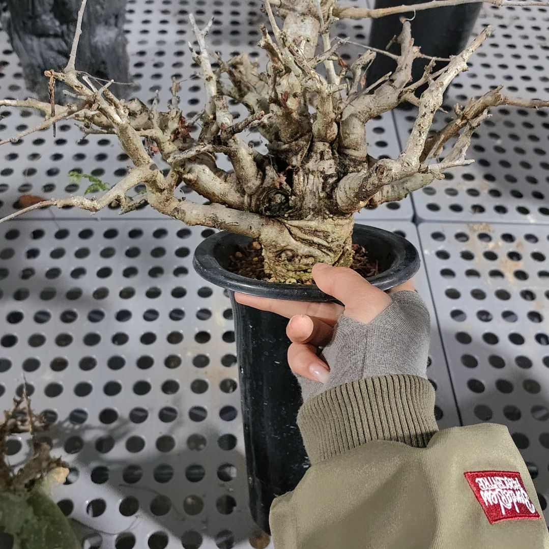 尼勒达乳香熟桩可寄养