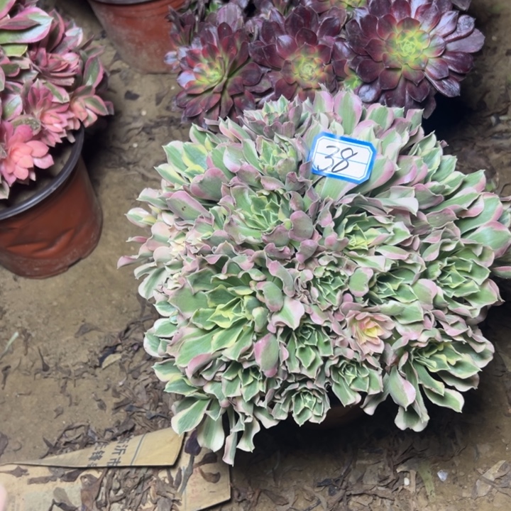 多肉植物两个法师38
