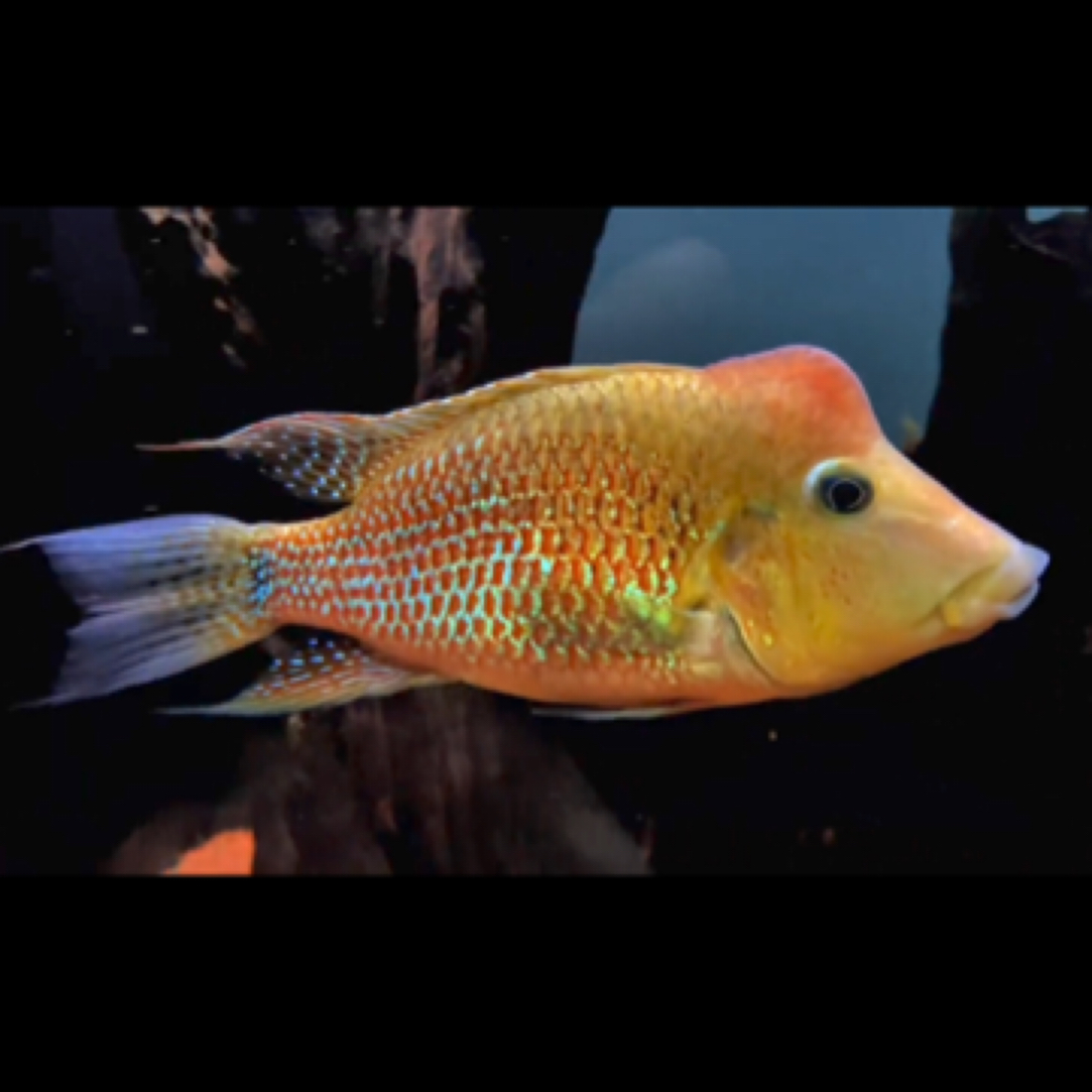 明天甄选｜稀有火焰牛头食土鲷鱼淡水鱼观赏鱼性格温顺热带鱼