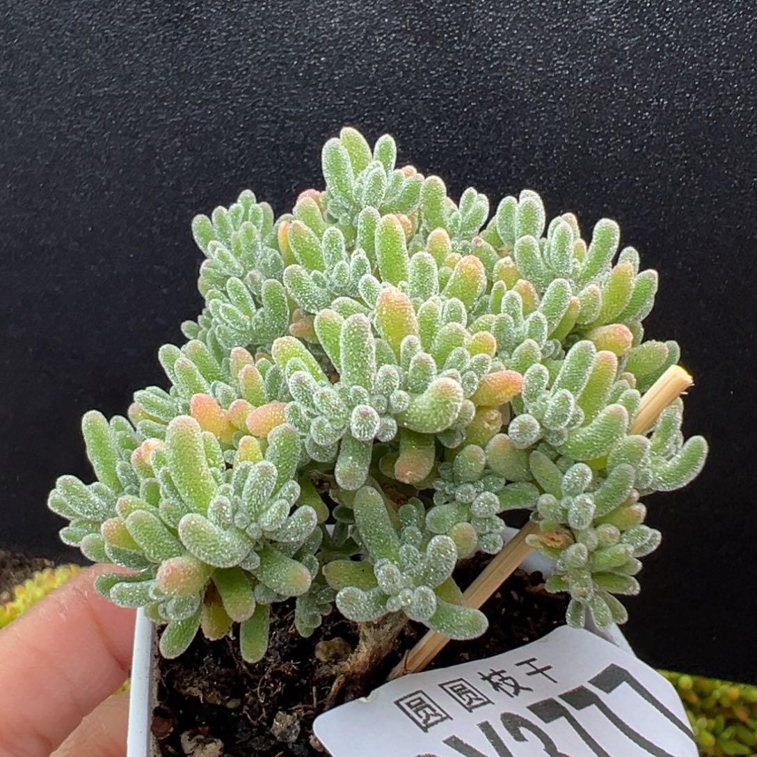 dy3777小老桩冰晶冠幅5.5cm