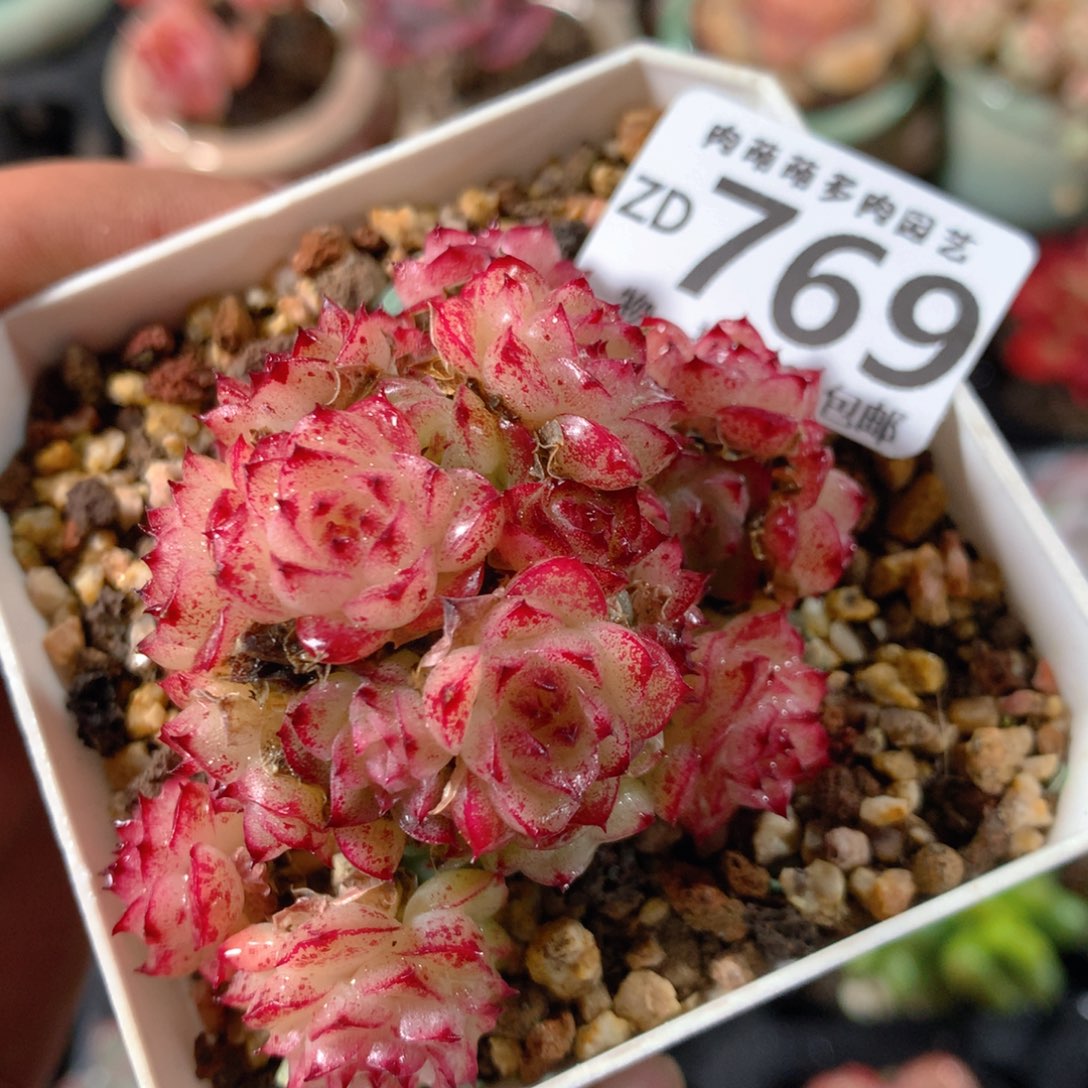 5CM拇指盆精控多肉ZD769