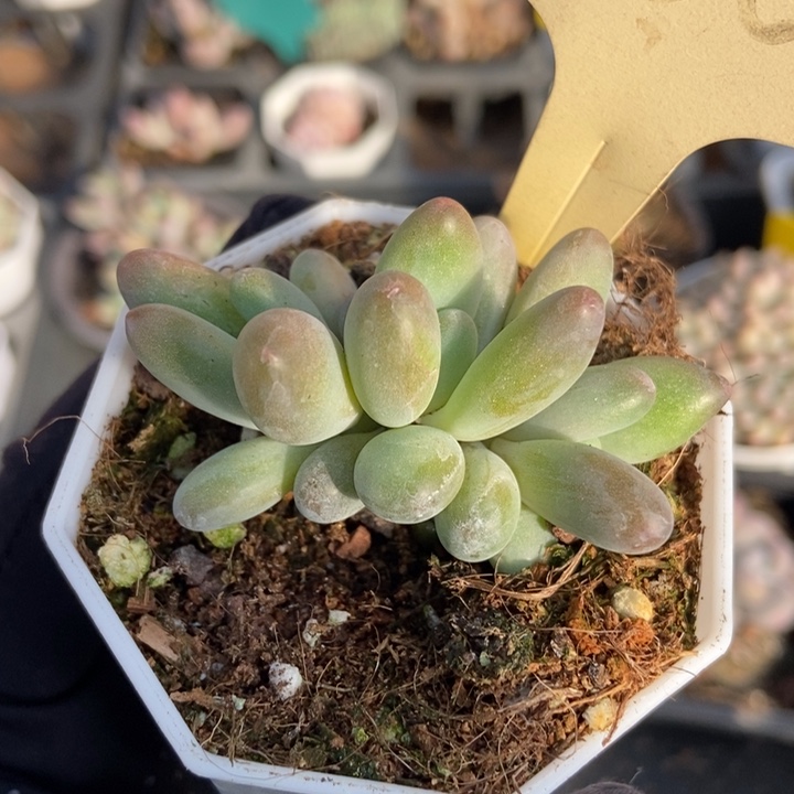 530白兰地多肉植物保护