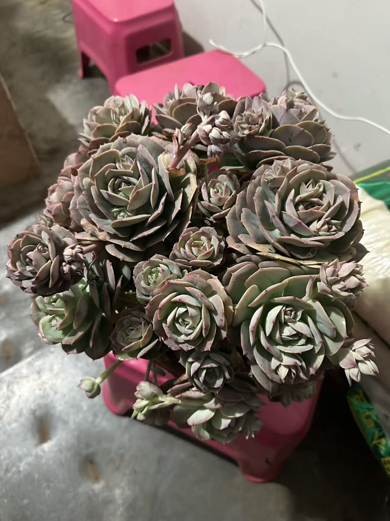 精品多肉 克罗地亚玫瑰 