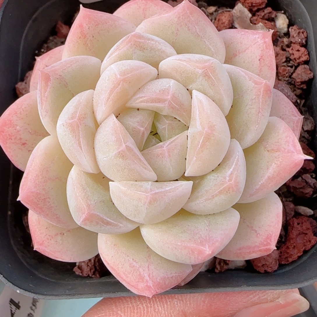 花语多肉1211-343