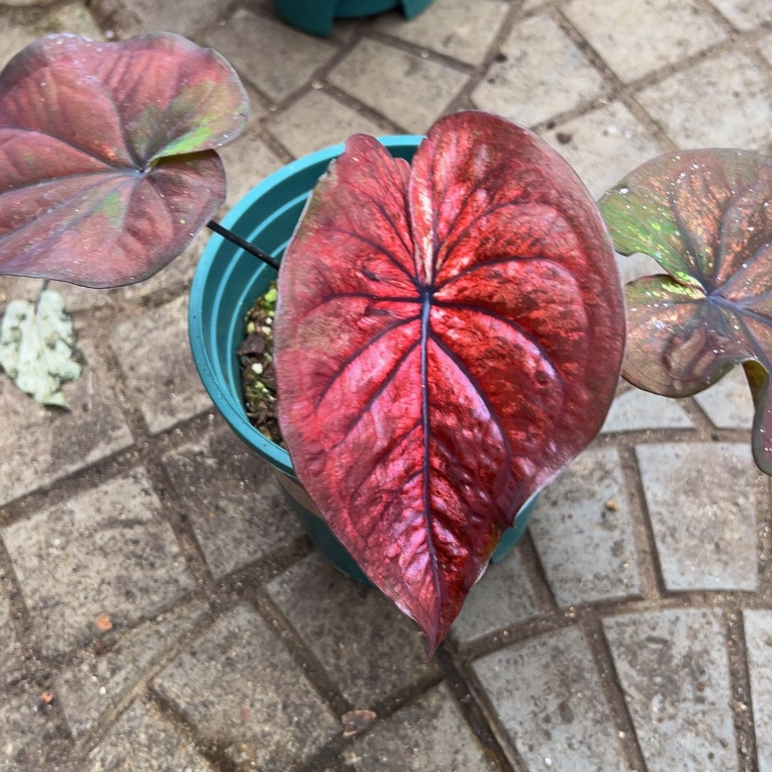 Y***g完全开放9371泰彩