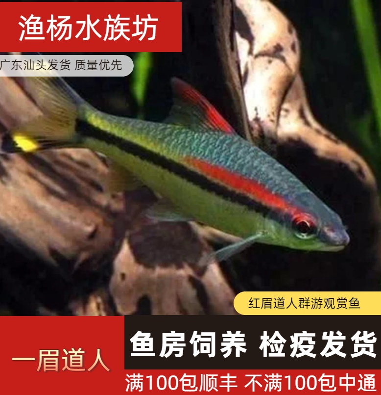 【渔扬水族】一眉道人鱼