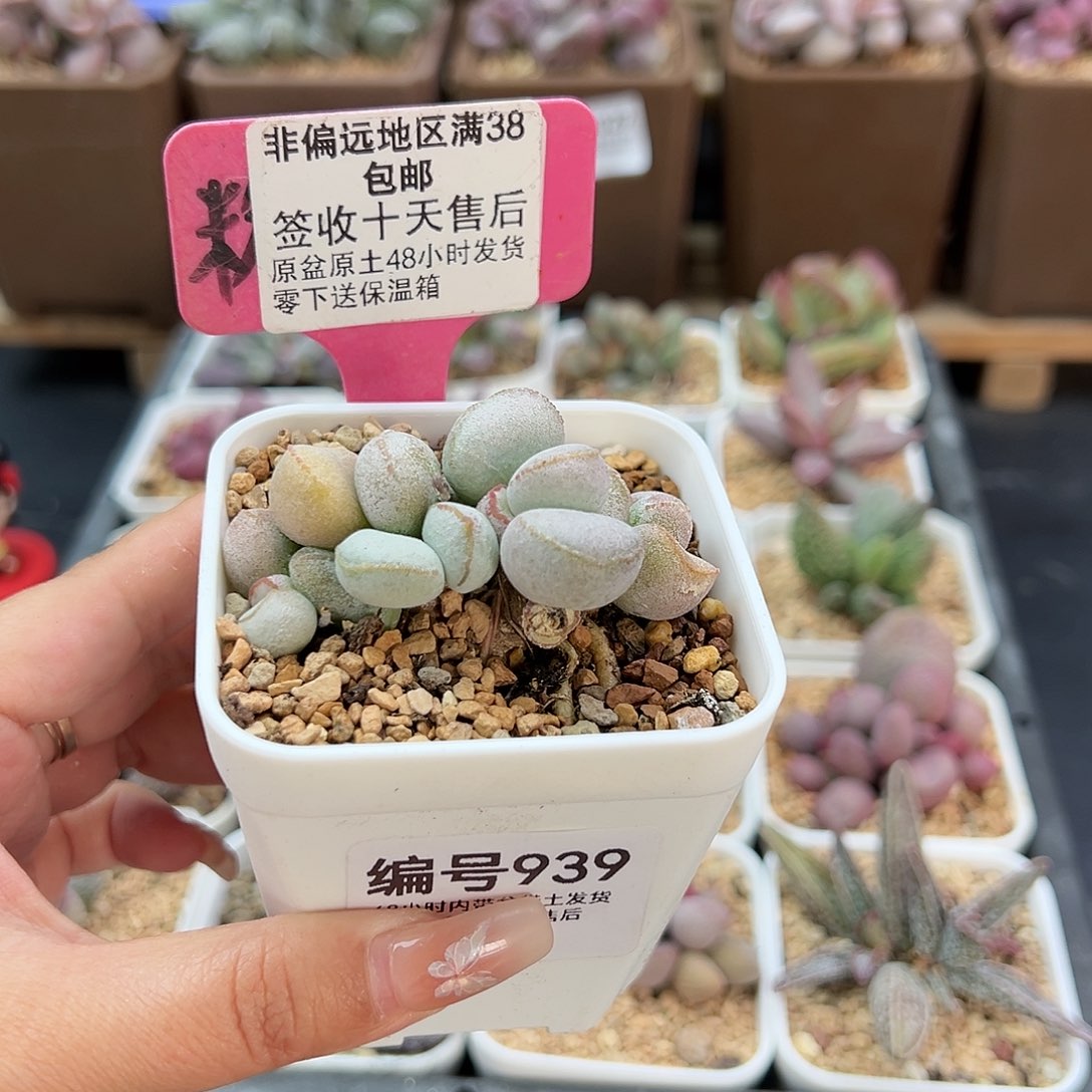 939硬叶白蛋多肉植物