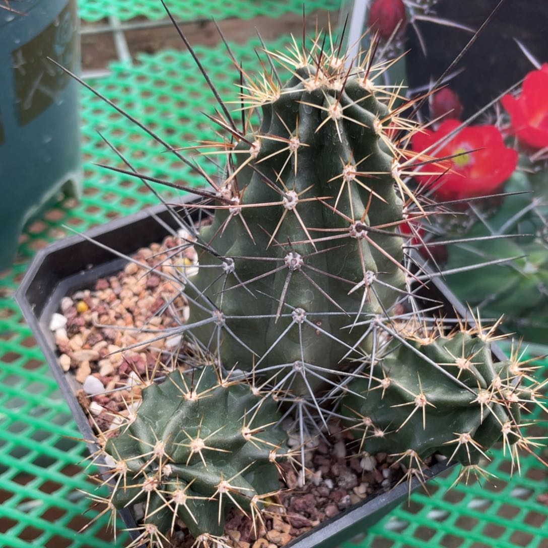 鹿角柱实生仙人球曲长刺绯虾