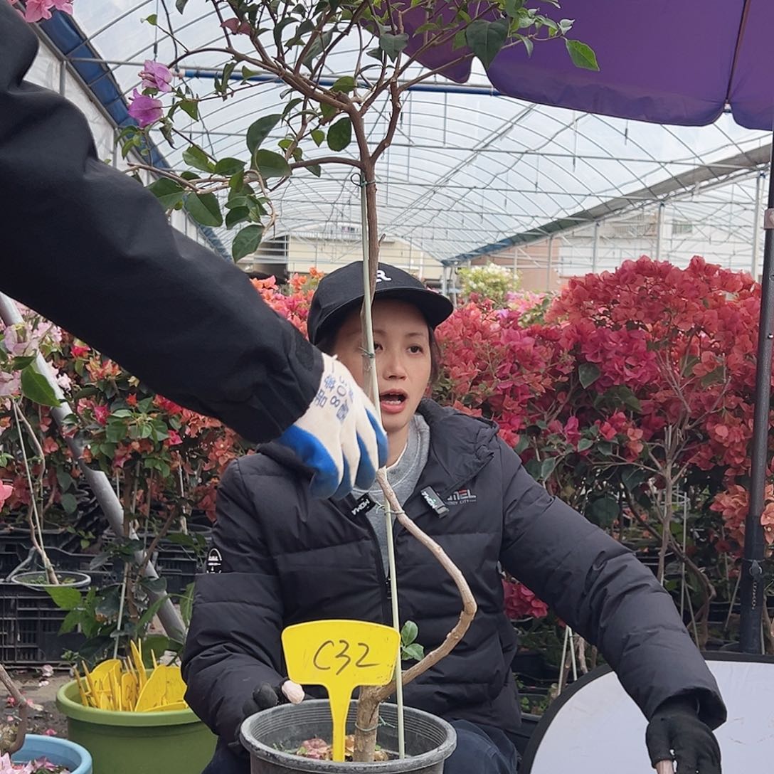 明***品大部分花苞少量开放C32雪紫