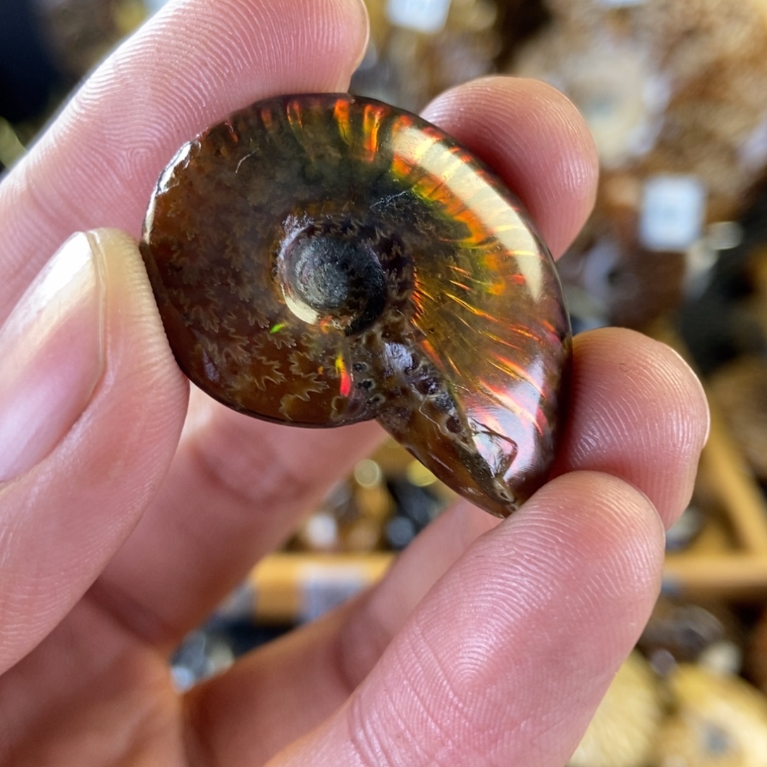 玉天然古生物化石斑彩螺