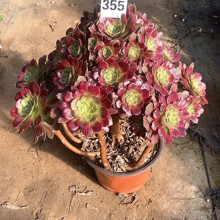 法师植物12345678