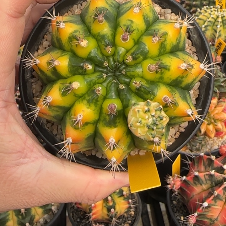 N24-1231泰国米哈拿波里艺术