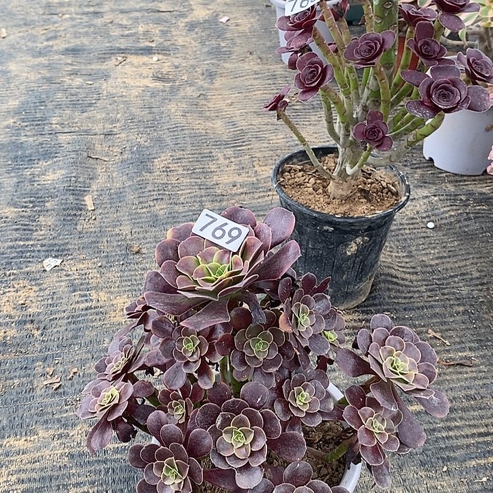 769，欧嘉莉多肉法师有修枝多肉法师