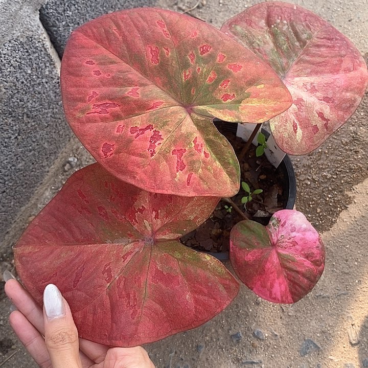 泰国彩叶 330-0127