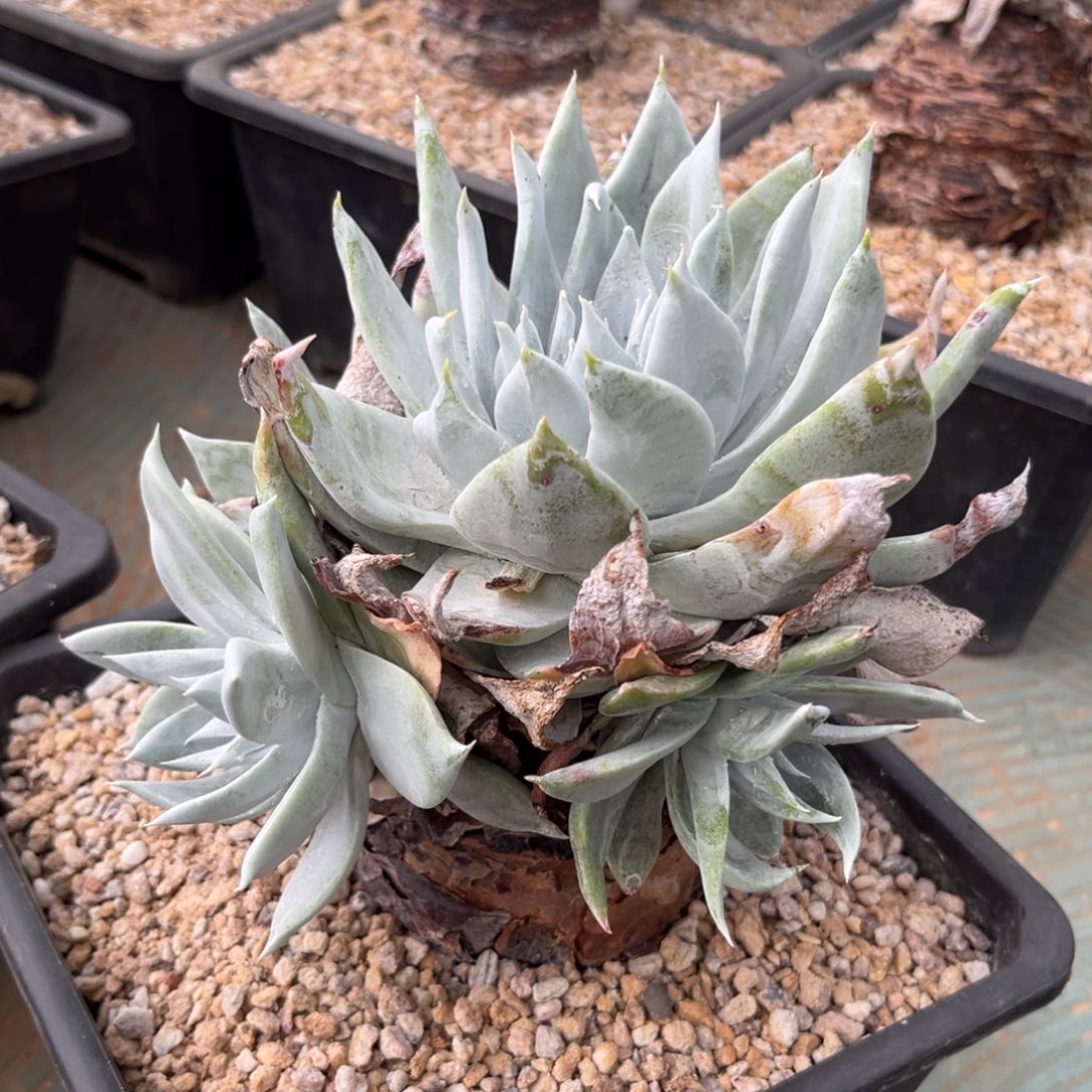 布瑞东尼，仙女杯多肉