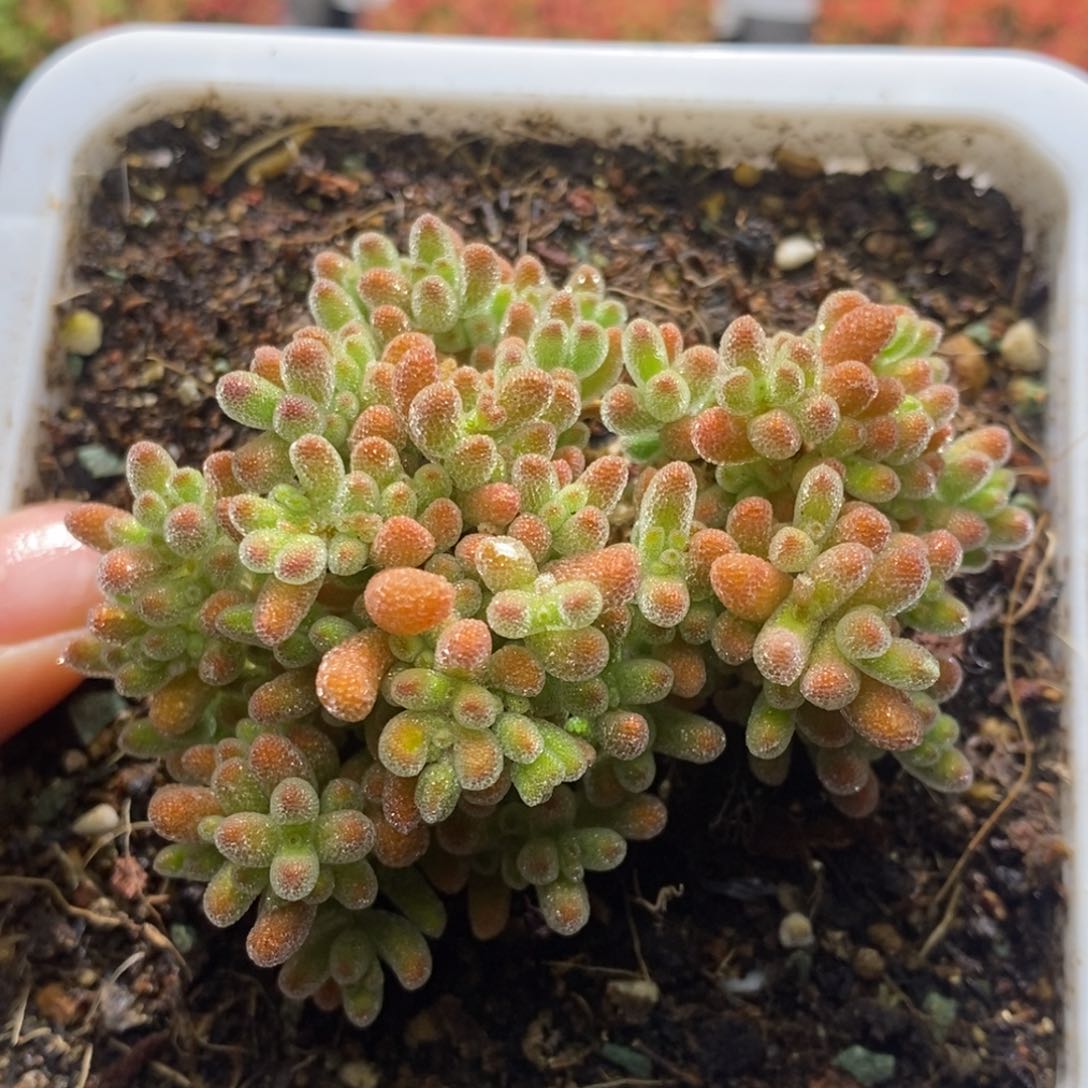 冰晶杂橙枝干番杏A760