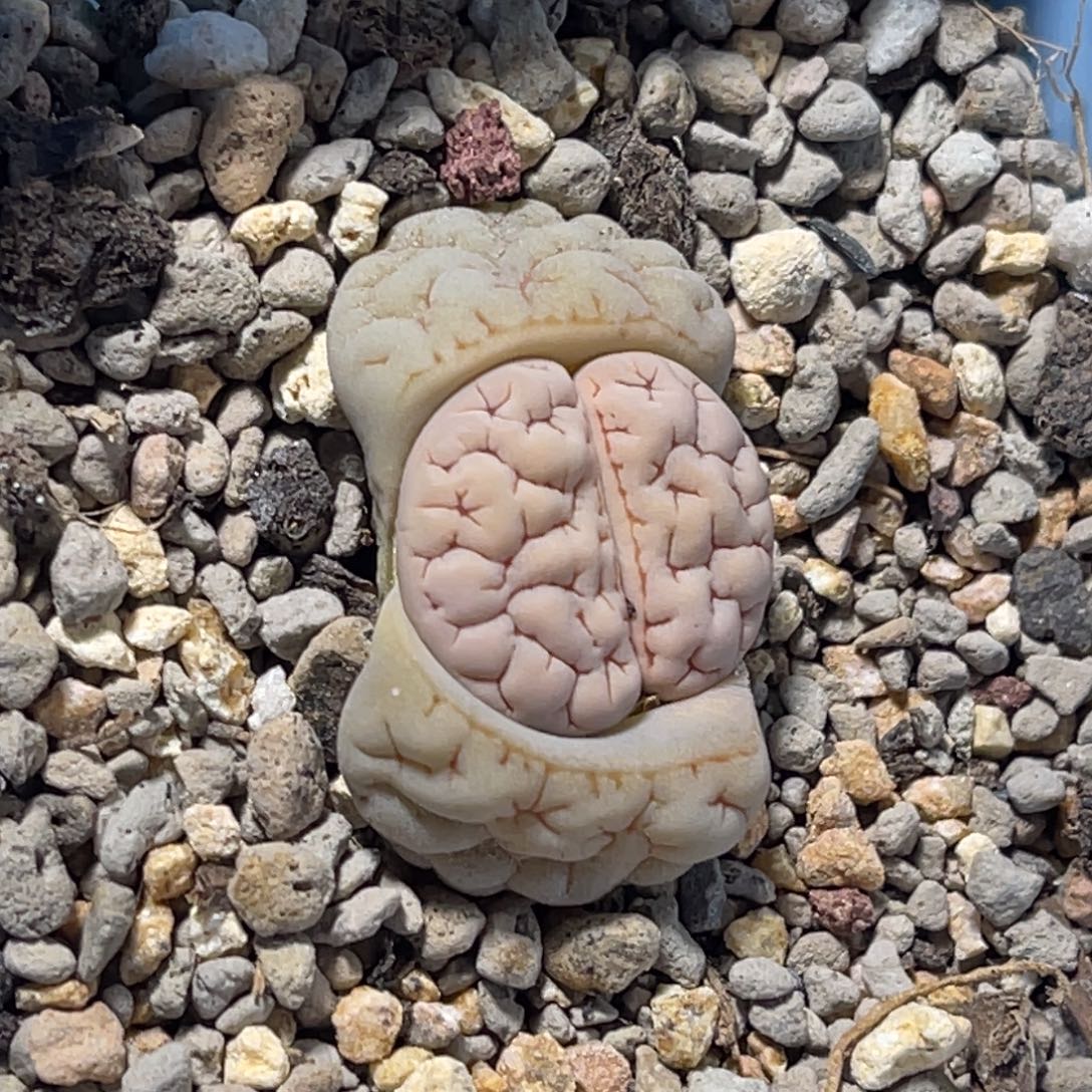 s***e7362荒玉1专拍的。