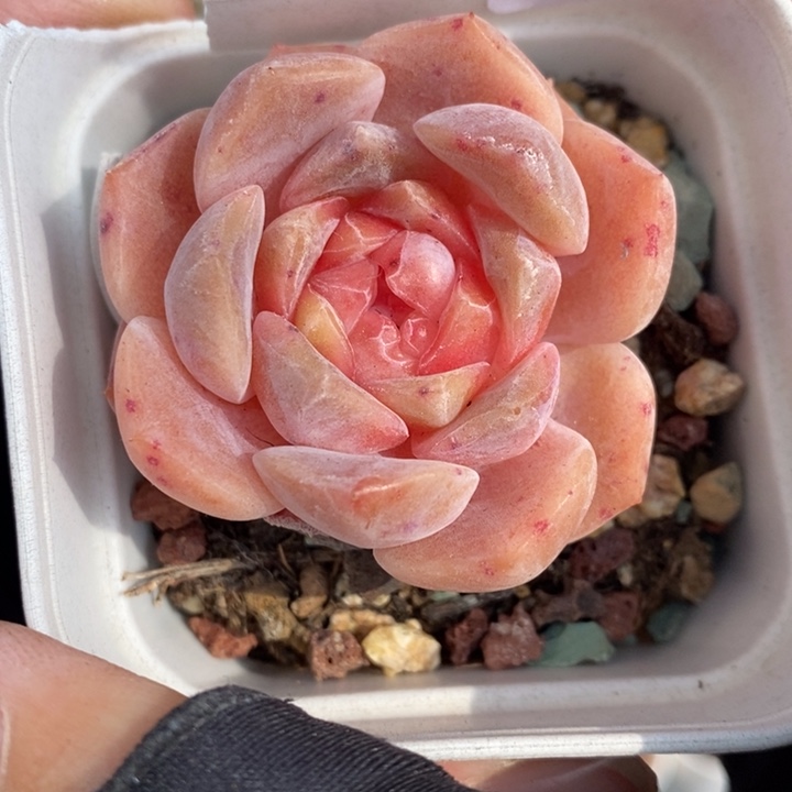 1220-599，糖心多肉