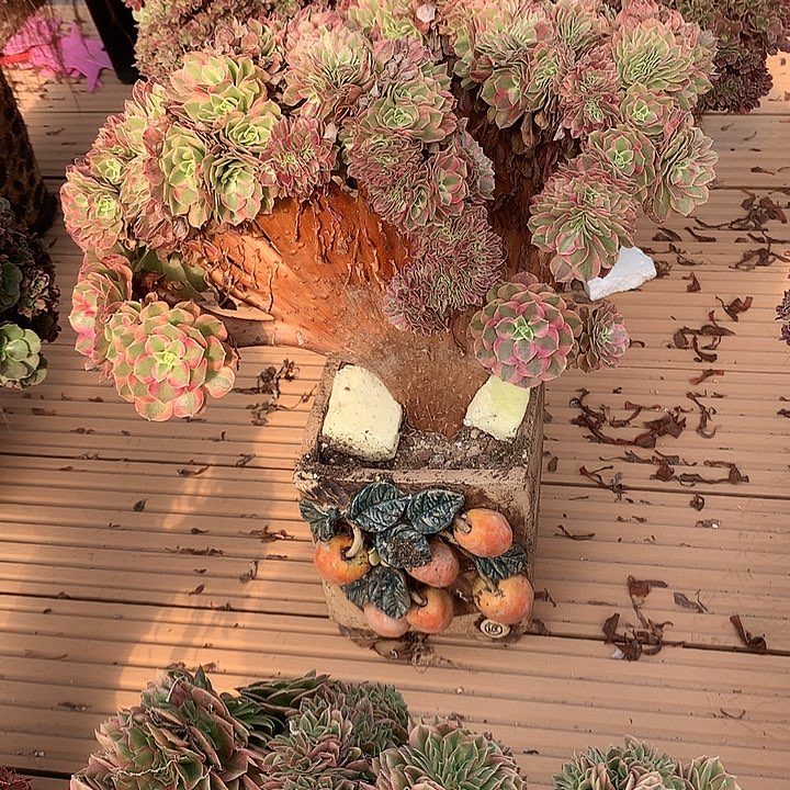 元***子轮回朵朵寄养不发货啊