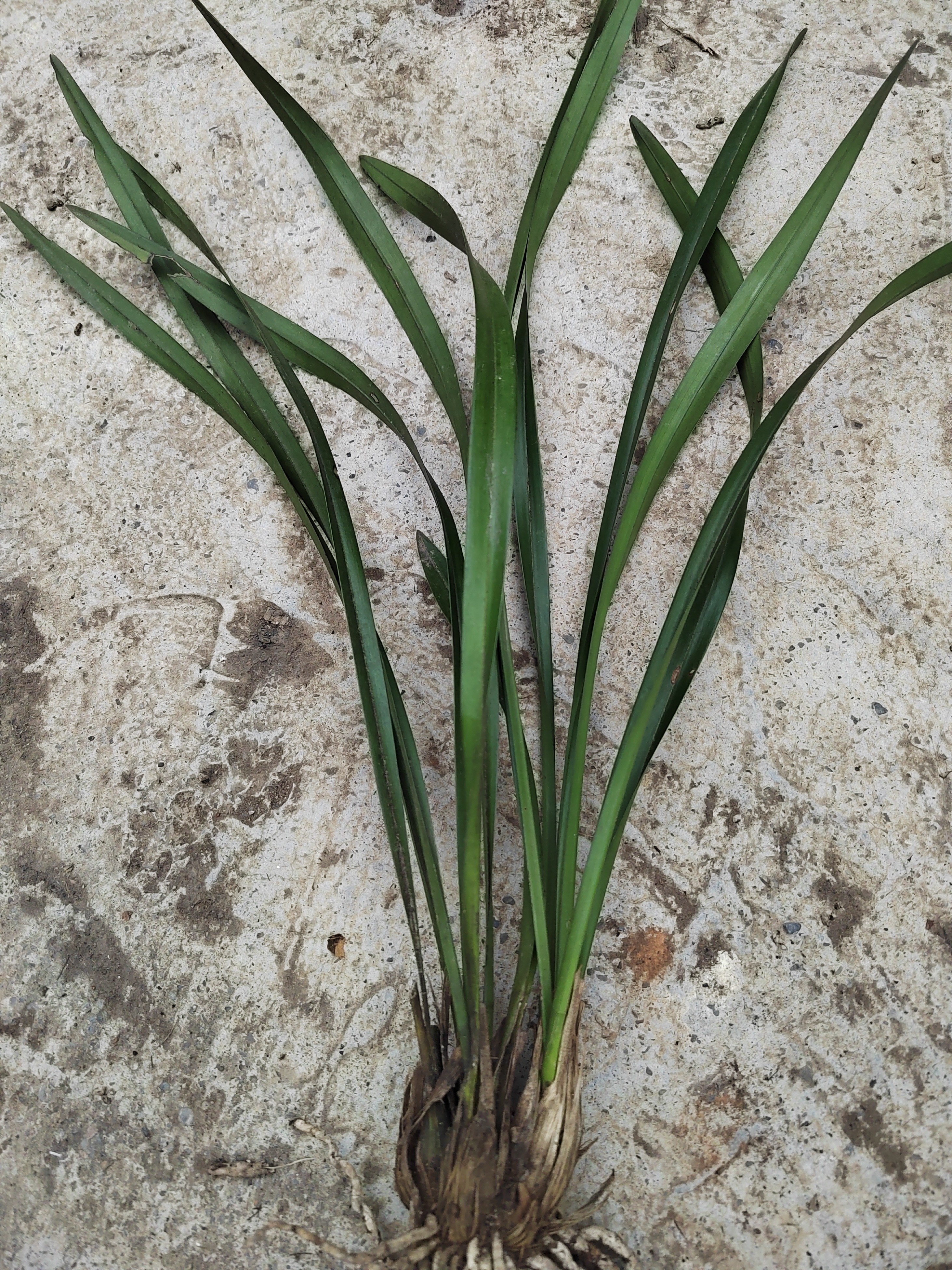 露天养殖水培纯自然苗落地生根毛慈菇茨菇水培不死鸟马兰头芫荽