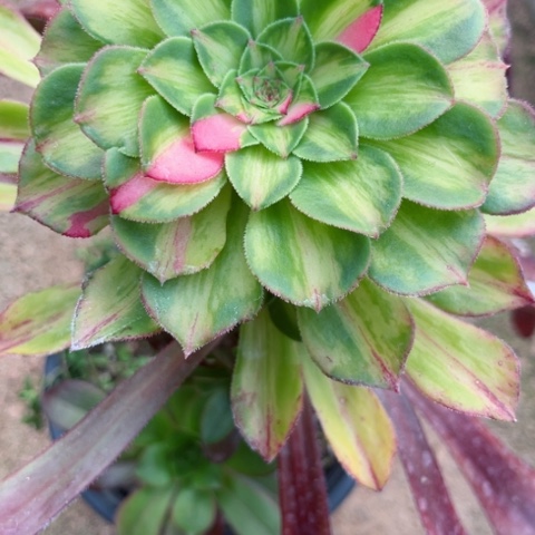 恋*多肉植物知否锦。