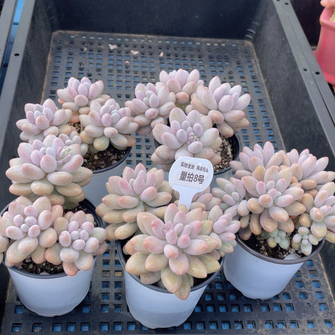 量拍8号 汤圆大群生四头起一个