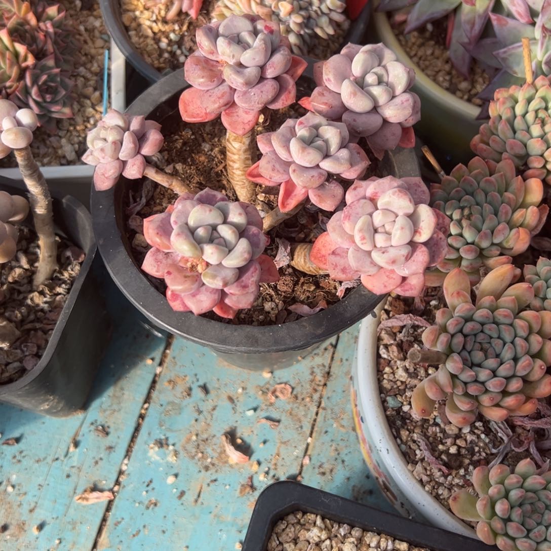 精品多肉植物老桩