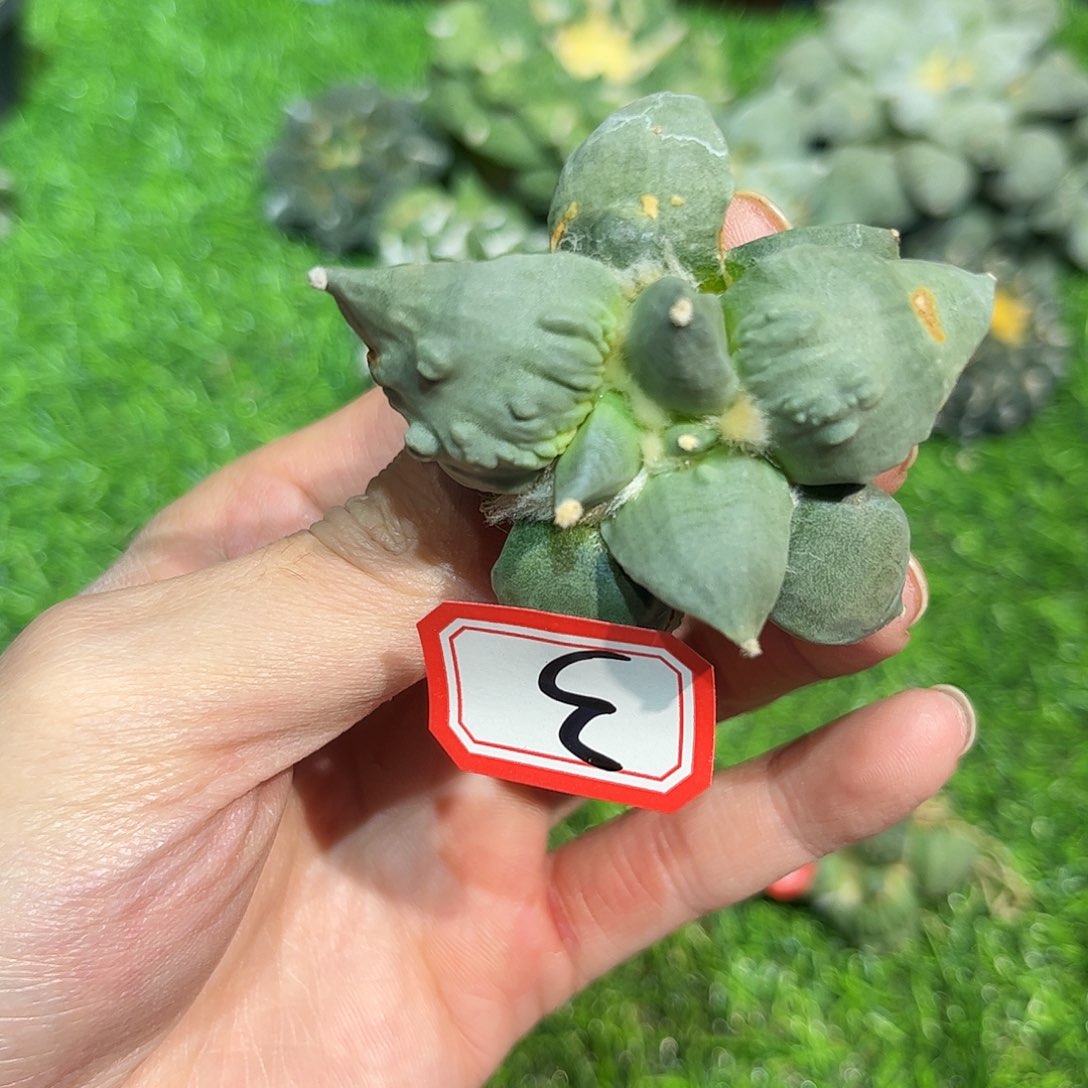 3号自根潜力股怒涛