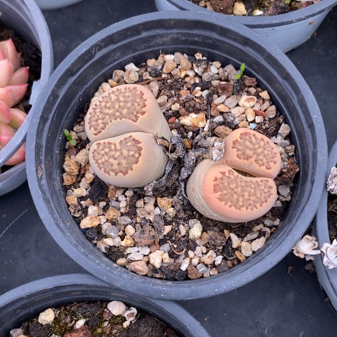 自助下单一物一拍多肉植物_可寄养