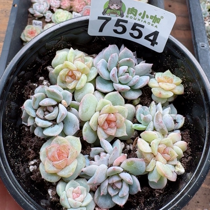 多肉植物多肉植物