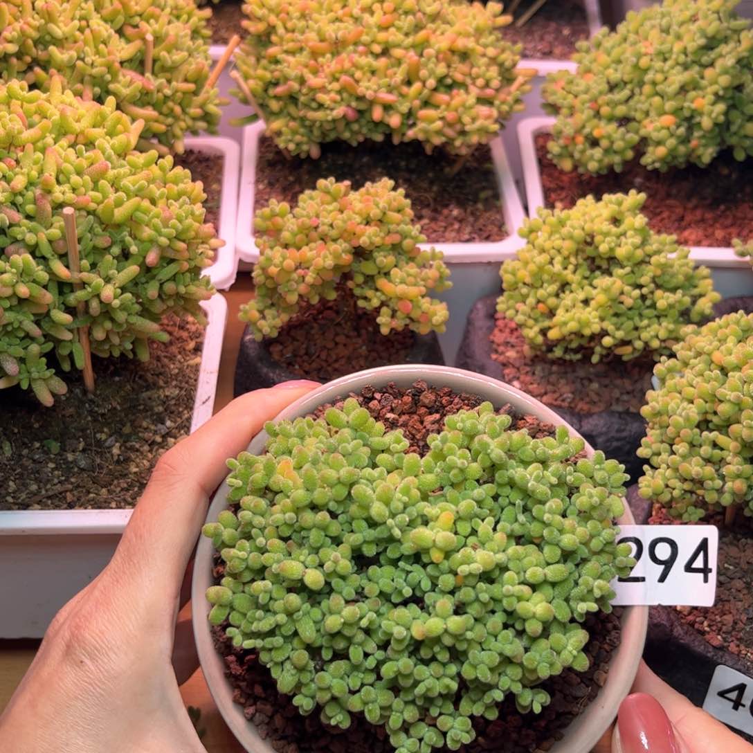 294金桔可爱多肉植物