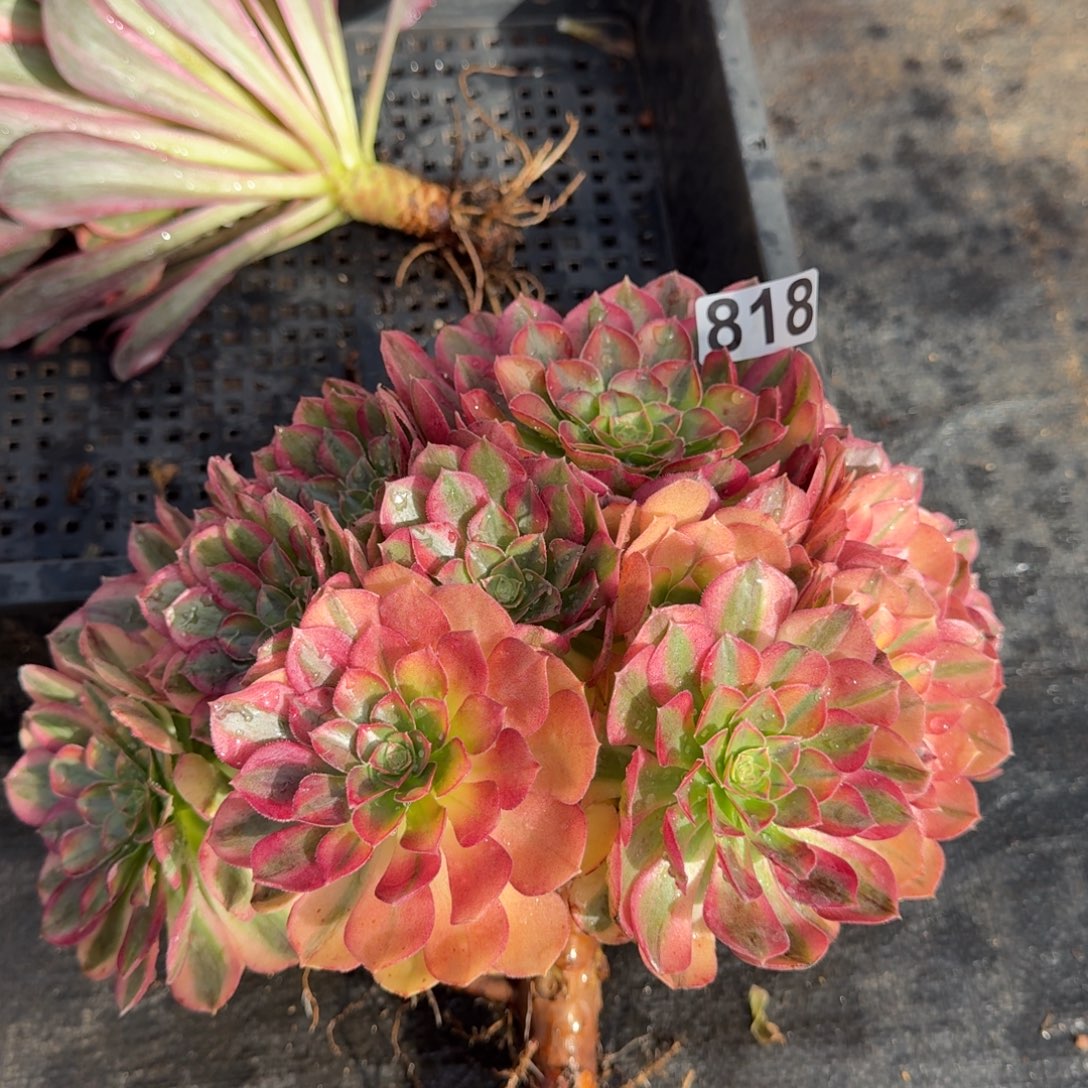 818多肉植物雨荷有断枝特惠 