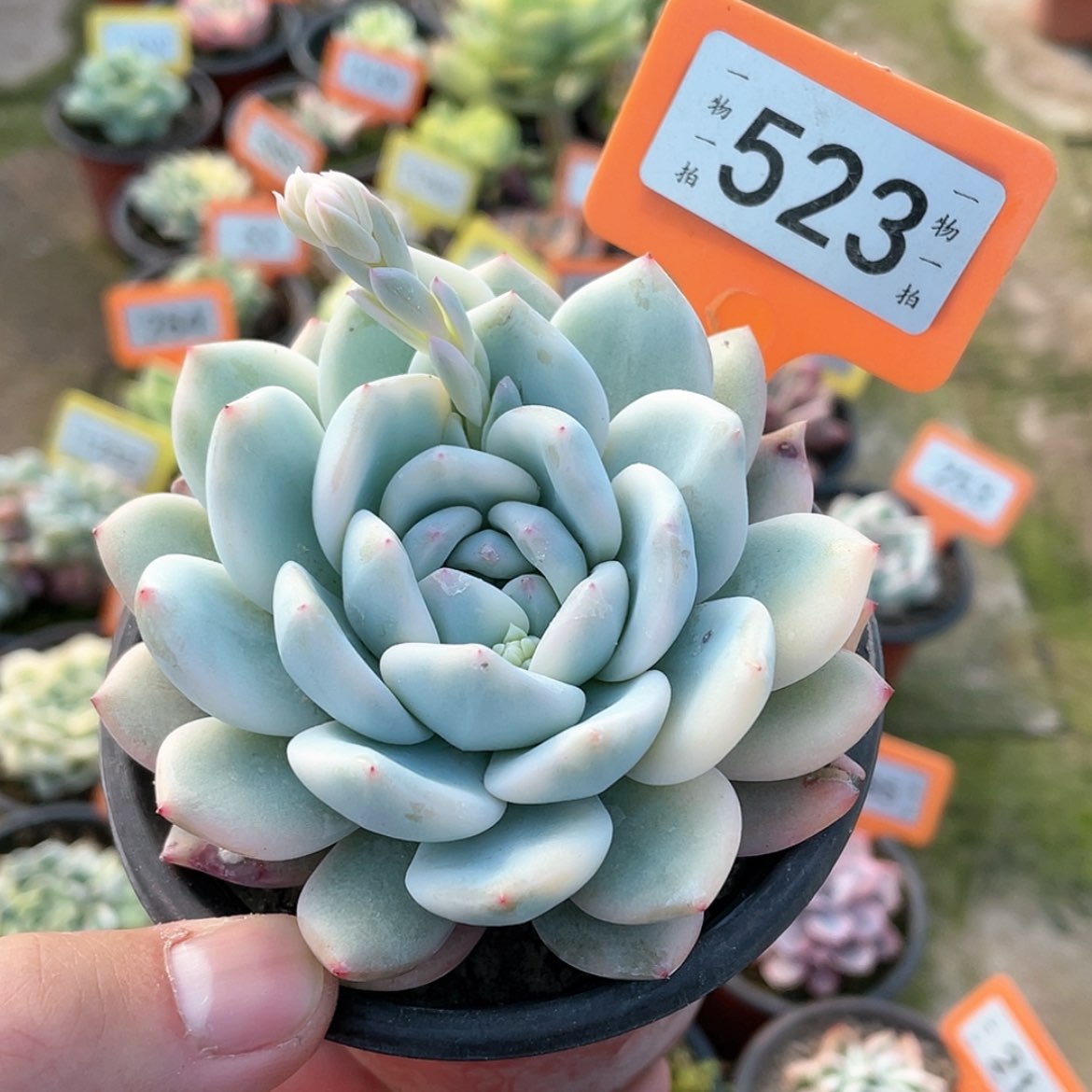 【闪购商品】523号