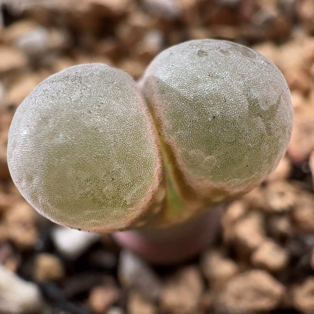 3508风铃玉肉锥植物