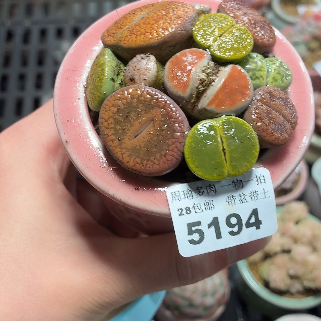 5厘米盆精控多肉5194